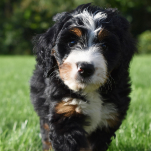 Bernedoodle Puppy Victor