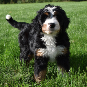 Bernedoodle Puppy Victor