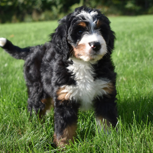 Bernedoodle Puppy Victor