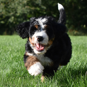 Bernedoodle Puppy Victor