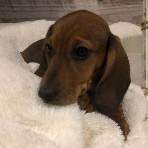 Dachshund Puppy Teddy