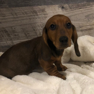 Dachshund Puppy Teddy