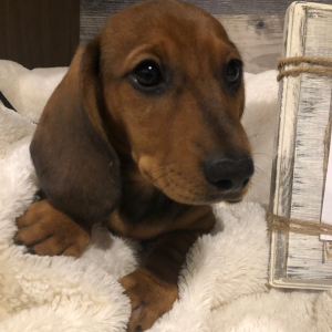 Dachshund Puppy Teddy