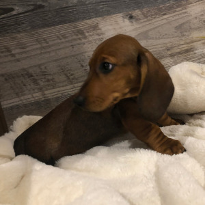 Dachshund Puppy Teddy