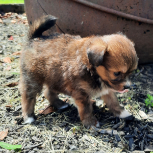 Pomapoo Puppy Snickers