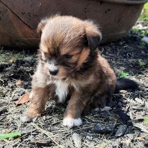 Pomapoo Puppy Snickers