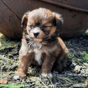 Pomapoo Puppy Snickers
