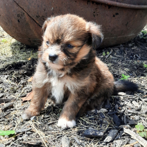 Pomapoo Puppy Snickers