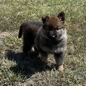 German Shepherd Dog Puppy Ember