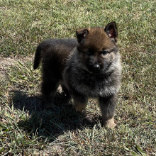 German Shepherd Dog Puppy Ember