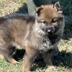 German Shepherd Dog Puppy Ember