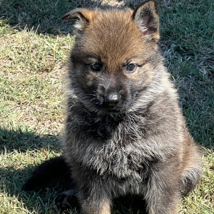 German Shepherd Dog Puppy Ember