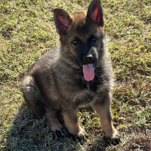 German Shepherd Dog Puppy Ember