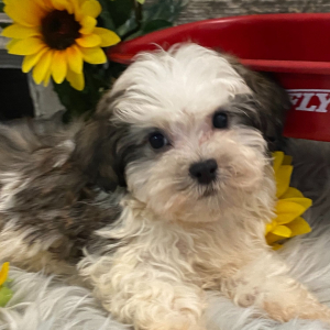 Havanese Puppy Neely