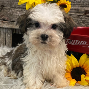 Havanese Puppy Neely