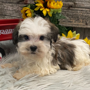 Havanese Puppy Neely