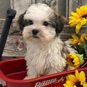 Havanese Puppy Neely
