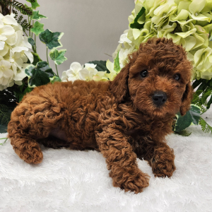 Poodle Puppy Leo
