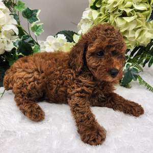 Poodle Puppy Leo