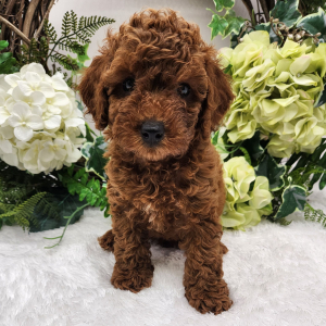 Poodle Puppy Leo