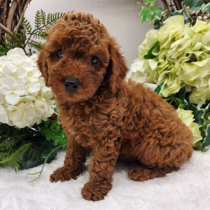 Poodle Puppy Leo
