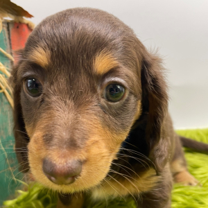 Dachshund Puppy Daphne