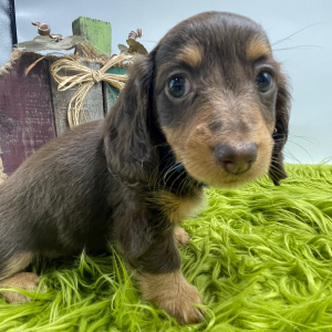 Dachshund Puppy Daphne
