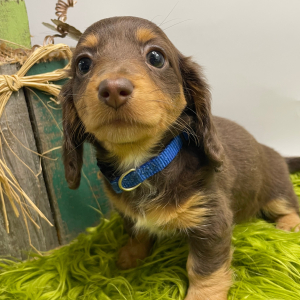 Dachshund Puppy Daphne