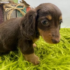 Dachshund Puppy Daphne
