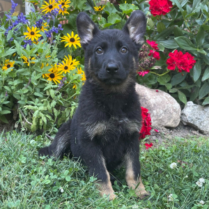 German Shepherd Dog Puppy Giselle