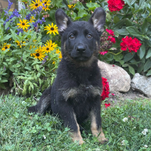 German Shepherd Dog Puppy Giselle