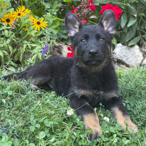German Shepherd Dog Puppy Giselle