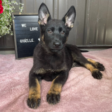 German Shepherd Dog Puppy Giselle