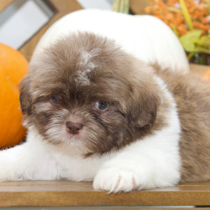 Shih Tzu Puppy Brandon