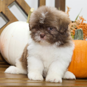 Shih Tzu Puppy Brandon
