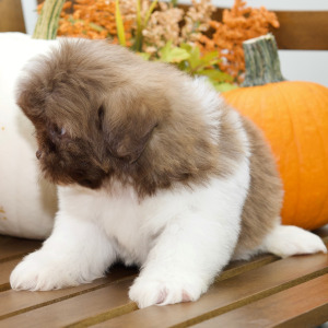 Shih Tzu Puppy Brandon