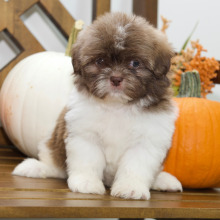 Shih Tzu Puppy Brandon