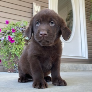 Labrador Retriever Puppy Prince