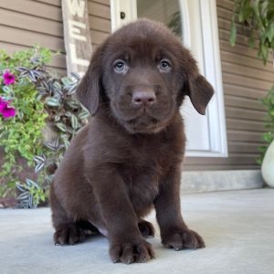 Labrador Retriever Puppy Prince