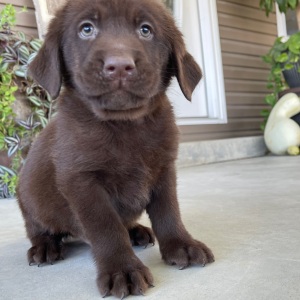 Labrador Retriever Puppy Prince