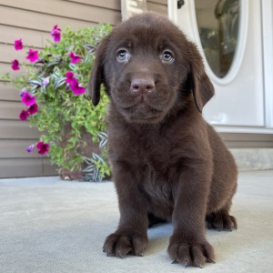 Labrador Retriever Puppy Prince