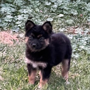 Pomsky Puppy Sassy
