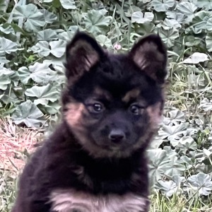 Pomsky Puppy Sassy