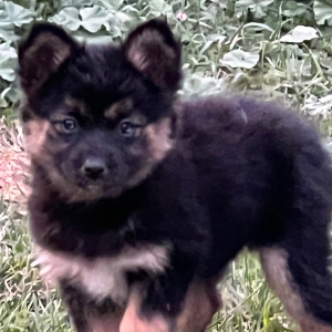 Pomsky Puppy Sassy