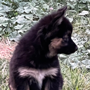 Pomsky Puppy Sassy