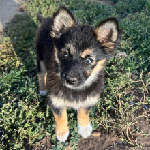 Pomsky Puppy Sassy