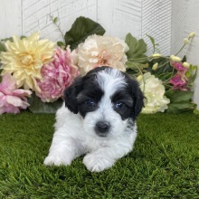 Havapoo Puppy Lucy