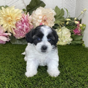Havapoo Puppy Lucy
