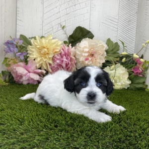 Havapoo Puppy Lucy