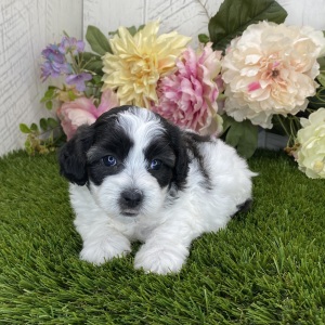 Havapoo Puppy Lucy